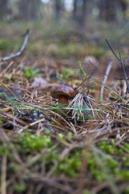 cep mantarlar yenilebilir