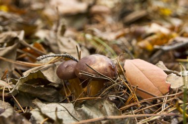 cep mantarlar yenilebilir