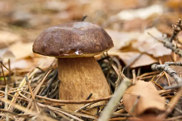 Cep mantarlar yenilebilir — Stok fotoğraf