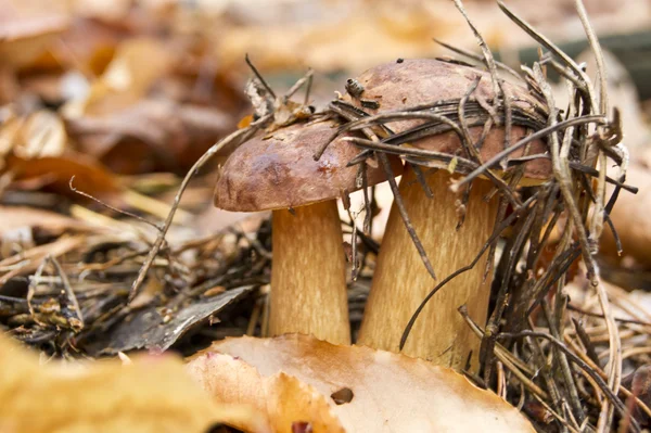 Cep mantarlar yenilebilir — Stok fotoğraf