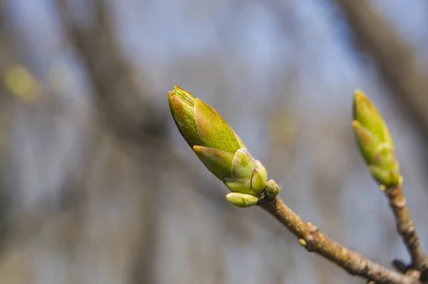 Tree spring — Stock Photo, Image