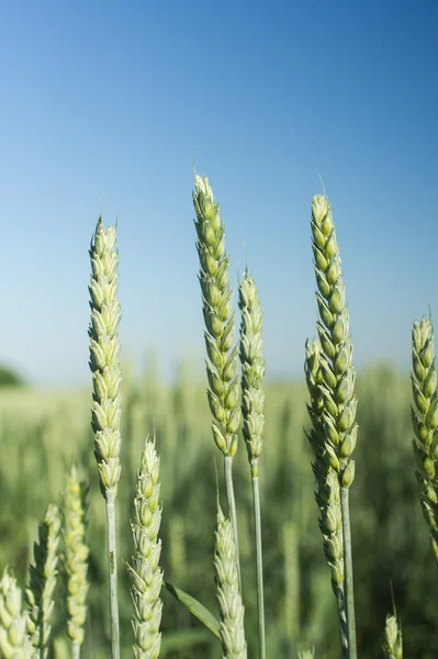 Campo di erba — Foto Stock