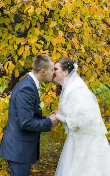 Brudgummen och bruden på promenad i höst park kyssar — Stockfoto