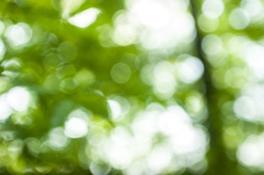 Yumuşak yeşil doğal bokeh arka plan