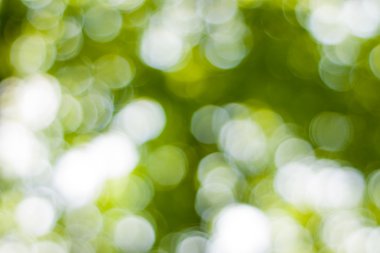 Yumuşak yeşil doğal bokeh arka plan