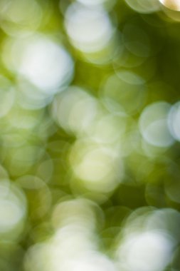 Yumuşak yeşil doğal bokeh arka plan