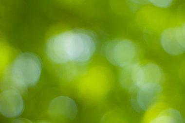 Yumuşak yeşil doğal bokeh arka plan