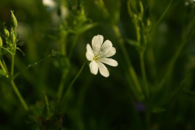 Kır çiçekleri ve buğday alanı