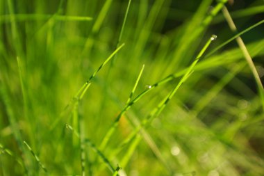 Kır çiçekleri ve buğday alanı