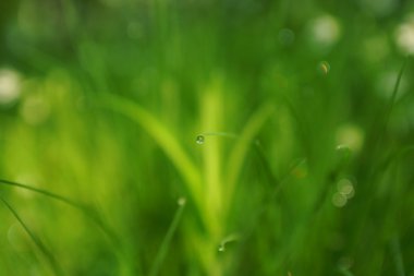 Kır çiçekleri ve buğday alanı