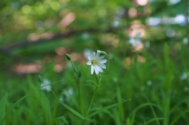 Kır çiçekleri ve buğday alanı