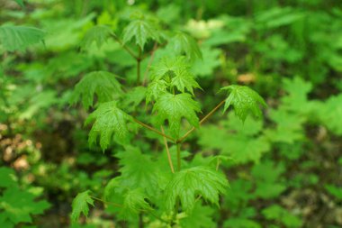 Kır çiçekleri ve buğday alanı