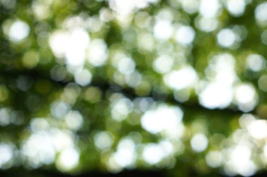 Yumuşak yeşil doğal bokeh arka plan