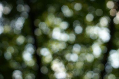 Yumuşak yeşil doğal bokeh arka plan