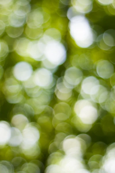 Soft green natural bokeh background — Stock Photo, Image