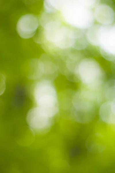 Soft green natural bokeh background — Stock Photo, Image