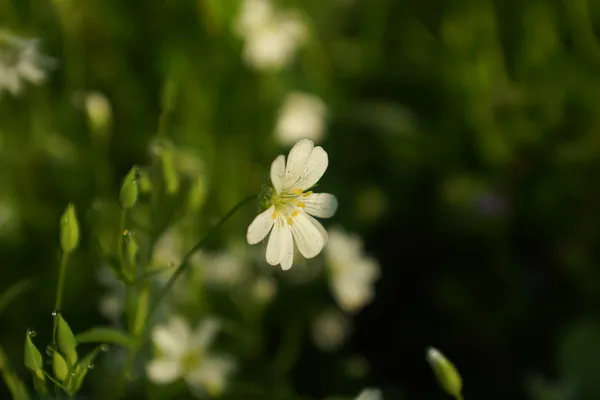 Wildblumen und Weizenfeld — Stockfoto