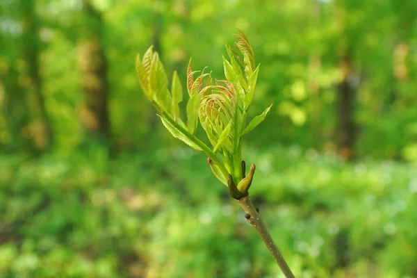 Foglie primavera — Foto Stock