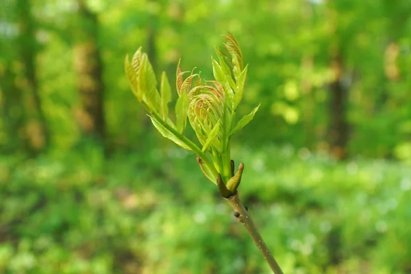 Foglie primavera — Foto Stock