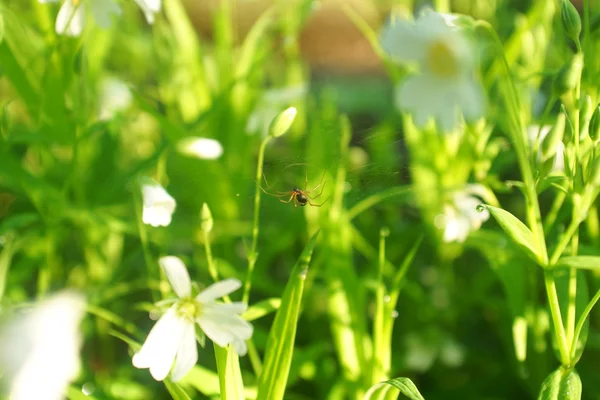 Wild flowers and wheat field — Stock Photo, Image