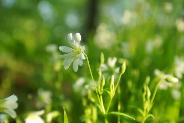 Kır çiçekleri ve buğday alanı — Stok fotoğraf