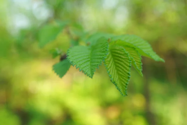 Spring leaves — Stock Photo, Image