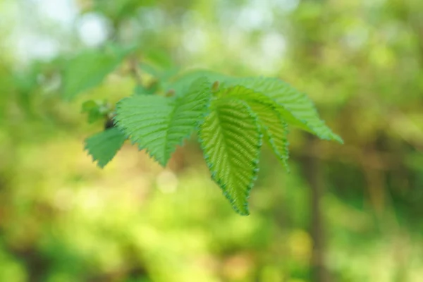 Spring leaves — Stock Photo, Image