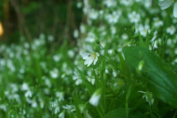 Fiori selvatici e campo di grano — Foto Stock