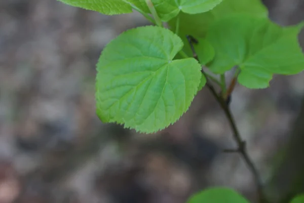 Folhas de primavera — Fotografia de Stock