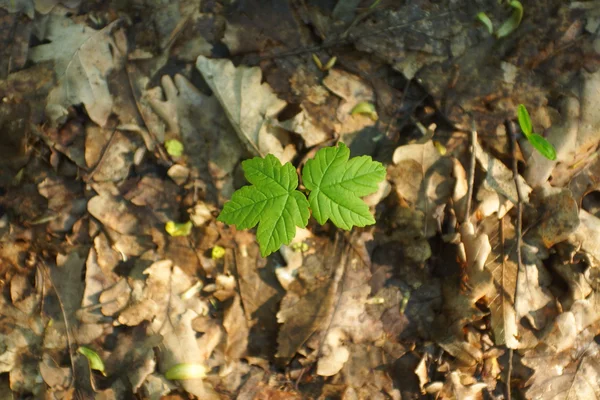 Feuilles de printemps — Photo