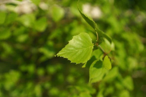 Foglie primavera — Foto Stock