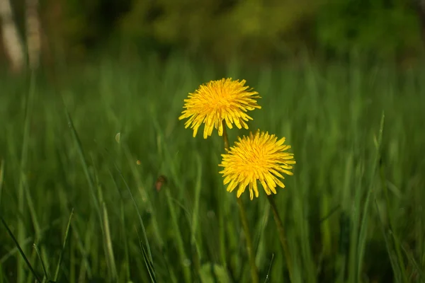 Vilda blommor och vetefält — Stockfoto