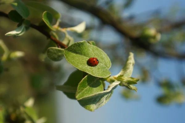 Insects — Stock Photo, Image