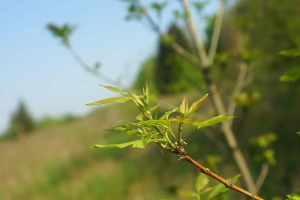 Spring leaves — Stock Photo, Image