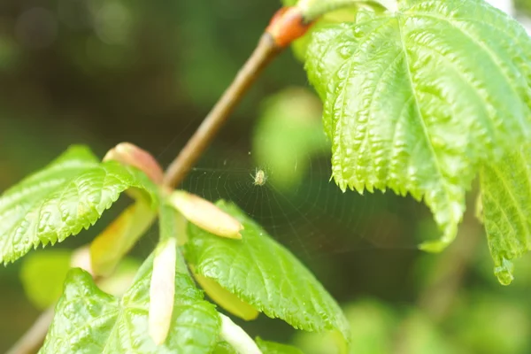 Folhas de primavera — Fotografia de Stock