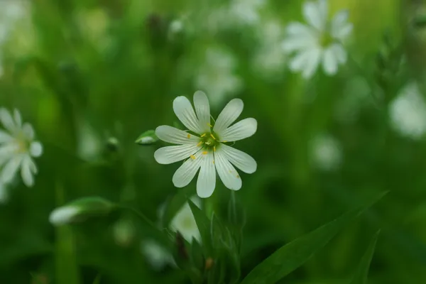 Wildblumen und Weizenfeld — Stockfoto