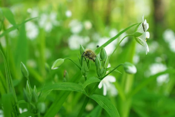 Fiori selvatici e campo di grano — Foto Stock