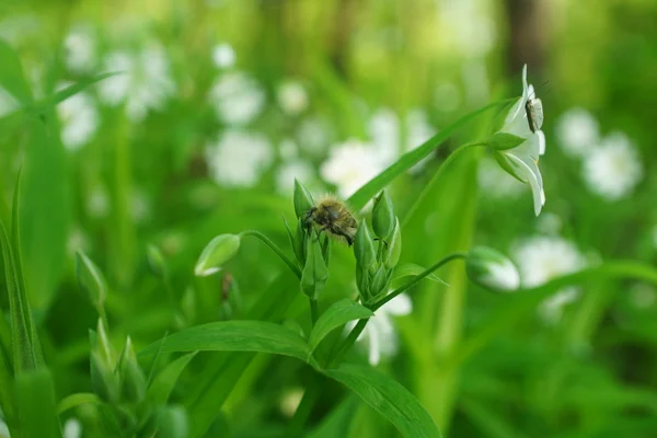 Vilda blommor och vetefält — Stockfoto