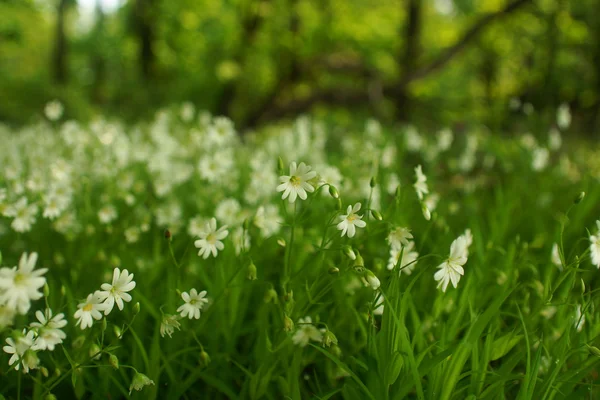 Fiori selvatici e campo di grano — Foto Stock