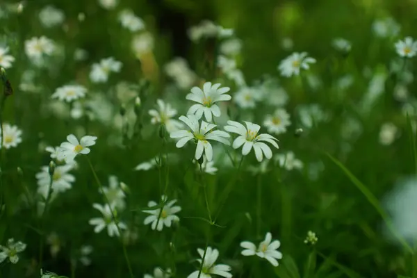 Wild flowers and wheat field — Stock Photo, Image