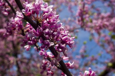 Kır çiçekleri ve buğday alanı