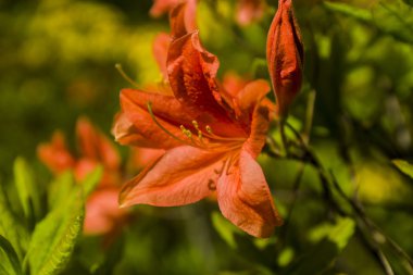 Kır çiçekleri ve buğday alanı