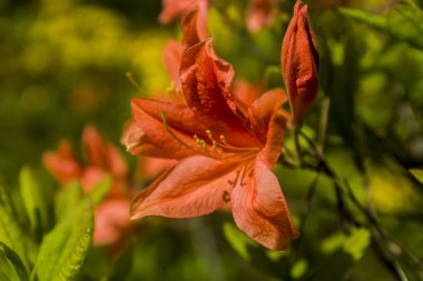 Kır çiçekleri ve buğday alanı