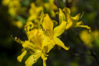 Kır çiçekleri ve buğday alanı