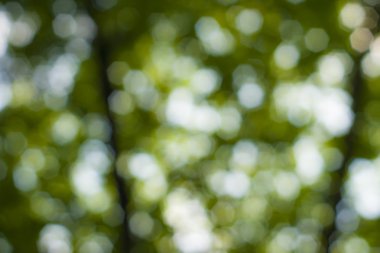 Yumuşak yeşil doğal bokeh arka plan