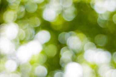 Yumuşak yeşil doğal bokeh arka plan