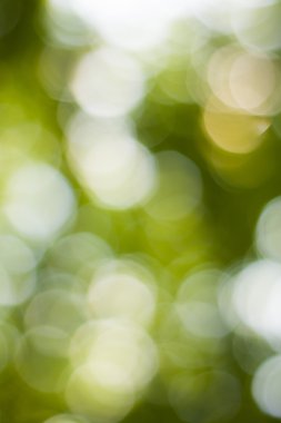 Yumuşak yeşil doğal bokeh arka plan