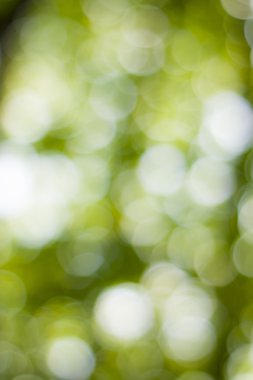 Yumuşak yeşil doğal bokeh arka plan