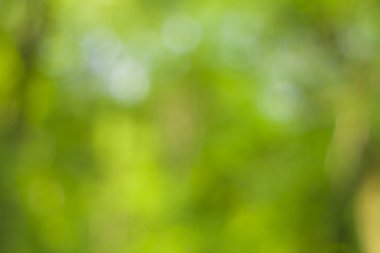 Yumuşak yeşil doğal bokeh arka plan