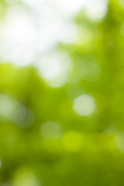 Yumuşak yeşil doğal bokeh arka plan